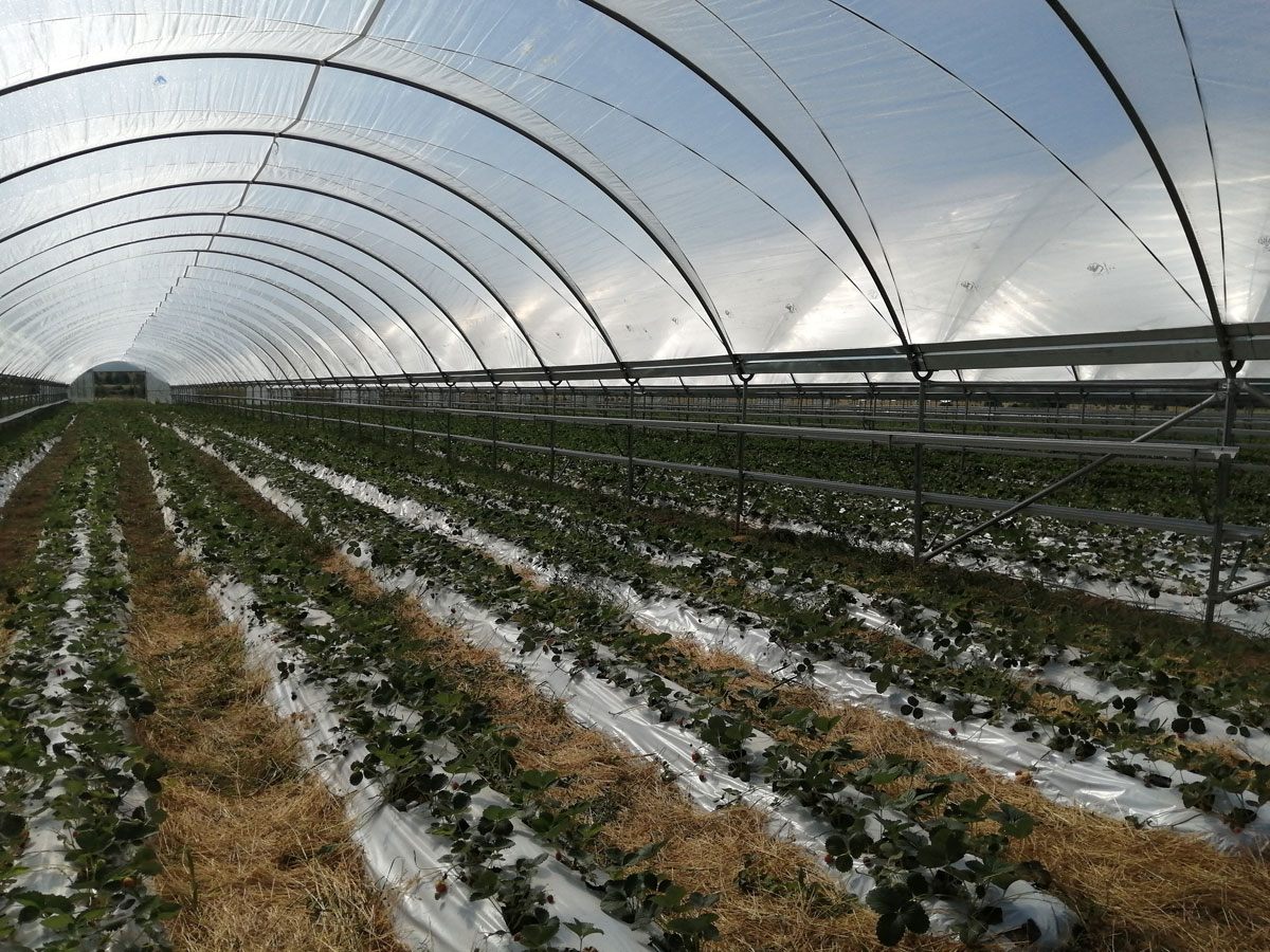 Теплица 280 кв.м в Комарово