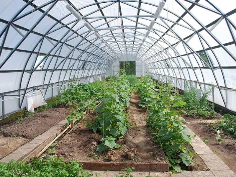 Теплица и участок в Пушкине 48 кв.м